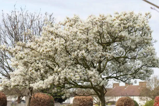 This is the ornamental garden shrub or tree Amelanchier lamarckii in full show, with snowy white blossom. Taken in late March in southern England.