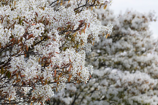 A warm day in early spring brings out the white blossom of an Amelanchier tree bursting into bloom. Amelanchier lamarckii is a pretty if understated white-flowered shrub with brown leaves. Alternative names are serviceberry and Juneberry. In the UK it is ornamental and looks attractive in gardens and woodland. Surrey, England, late March in the south.