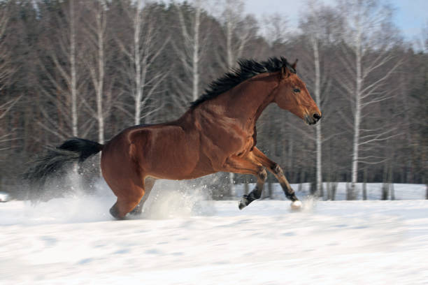 istock Beautiful bay spanish stallion enjoy the snow fields 665594010