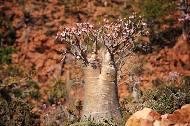 Flowering bottle tree in Socotra island, Yemen. Flowering bottle tree in Socotra island, Yemen. baobab flower stock pictures, royalty-free photos & images