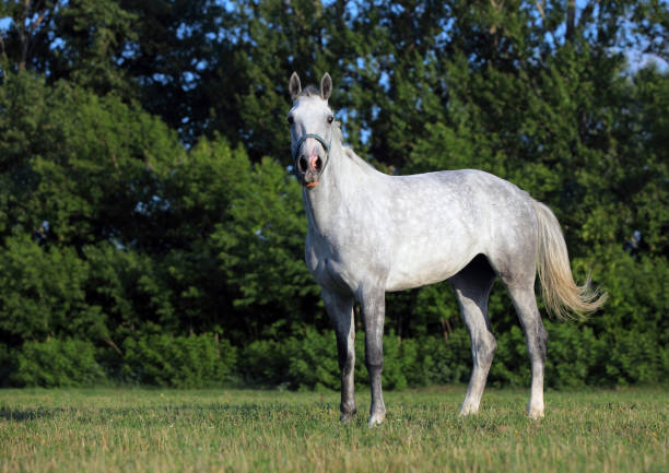 Lusitano horse in evening meadow