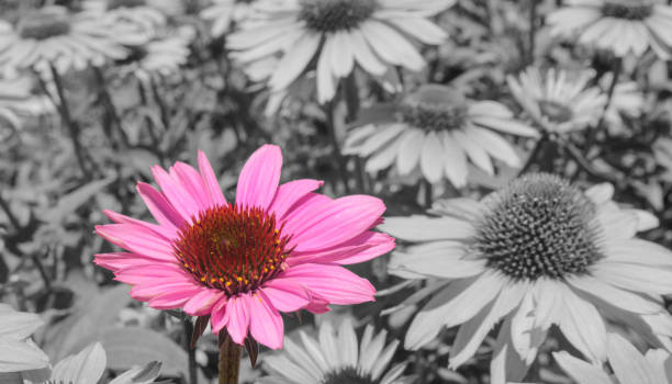istock Pink Sunflower Black and White and Color 665602580