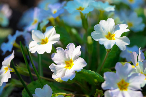 istock beautiful small spring flowers primrose 665602650