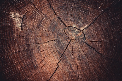 Old tree stump texture background. Macro shot.