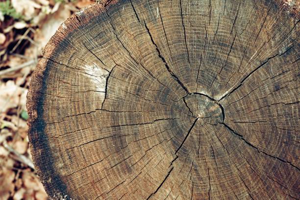 Photo of Old tree stump texture background.