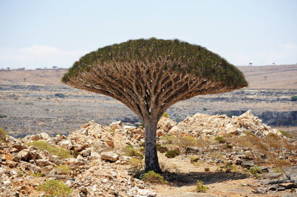 istock Dragon tree (Dracaena cinnabari) in Socotra island, Yemen. 665602804
