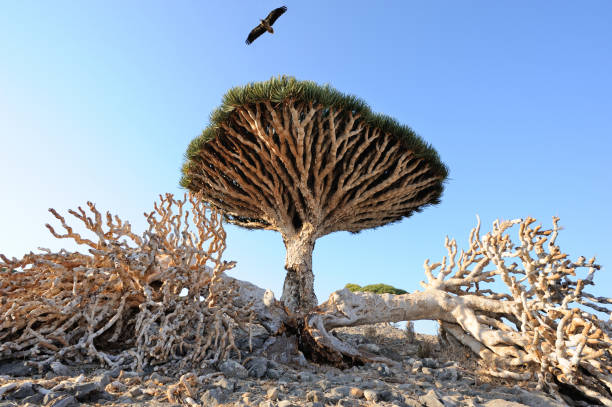 Dragon tree (Dracaena cinnabari) in Socotra island, Yemen. stock photo