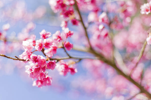 istock Beautiful Cherry Blossom or Sakura flower background, Soft focus 665603890