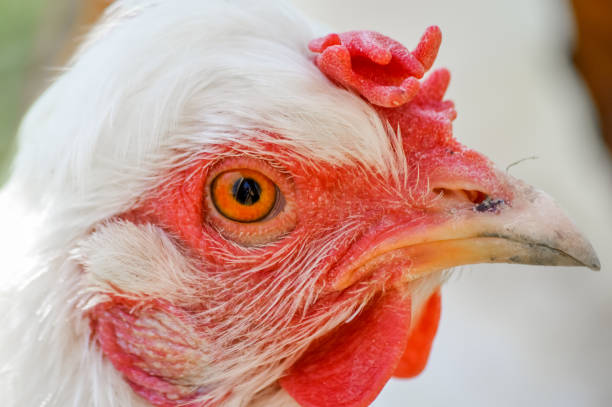 istock white chicken portrait closeup 665606282