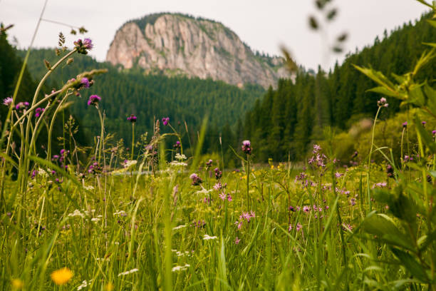 istock Red Lake - Red Lake, Eastern Carpathians, Romania 665606846