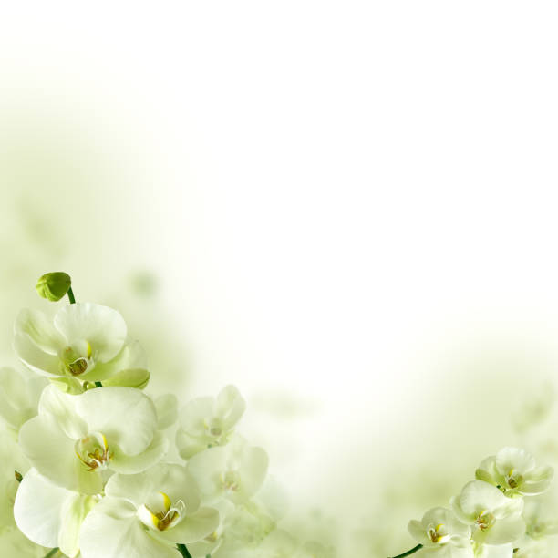 istock Orchid flowers and greenery, spring floral background 665612928