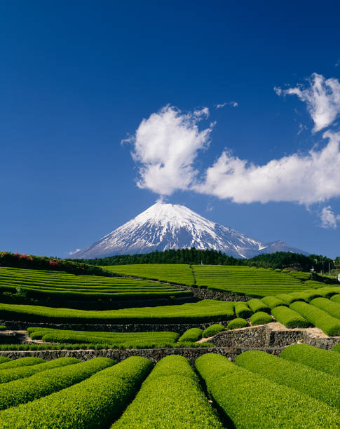 istock Mt. Fuji and tea plantations 665613296