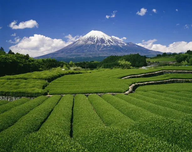 Mt. Fuji and tea plantations