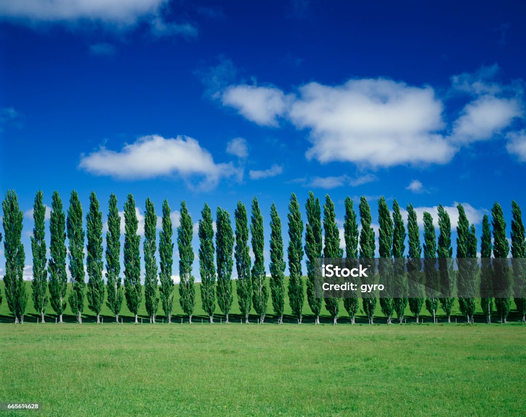 Pastures and poplar trees Poplar Tree Stock Photo