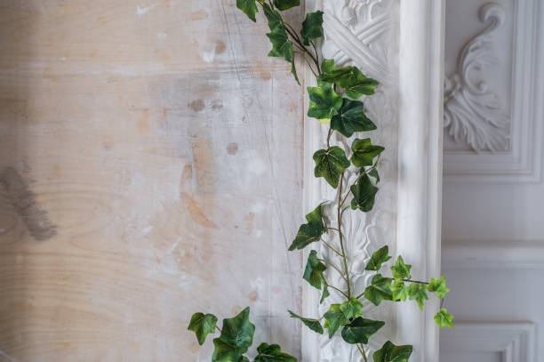 istock White art stucco gypsum wall with a grean loach branch on it 665619472