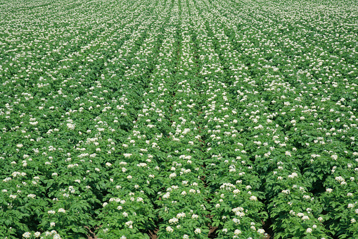 Potato flowers
