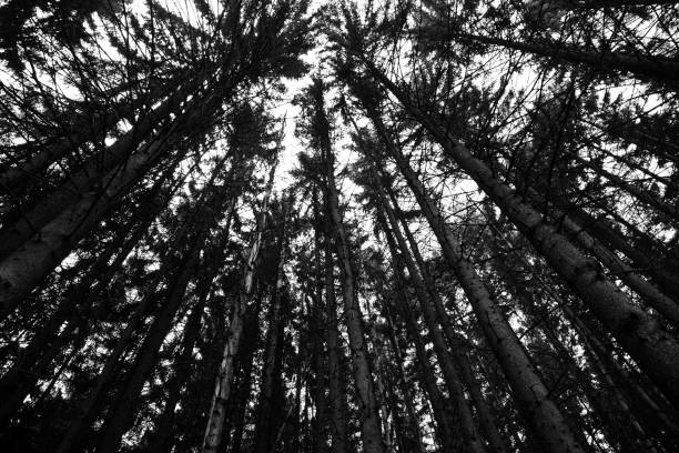 istock Spruce tree forest in black and white 665623396