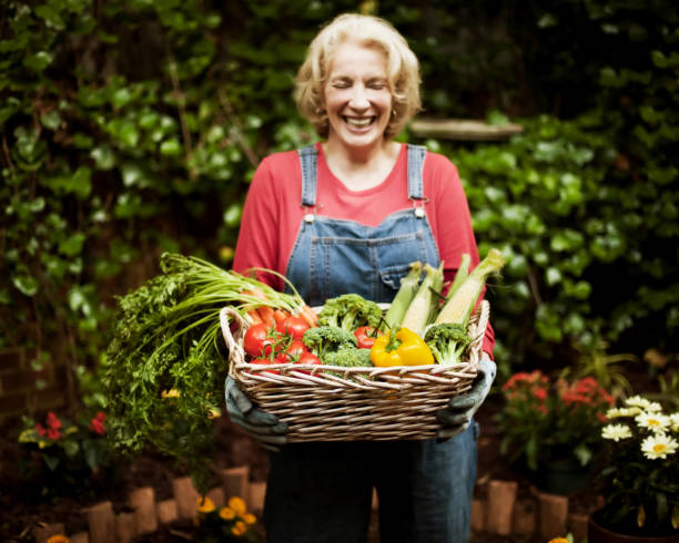 heureuse femme senior avec légumes du jardin. - food and drink human hand tomato tomato plant photos et images de collection