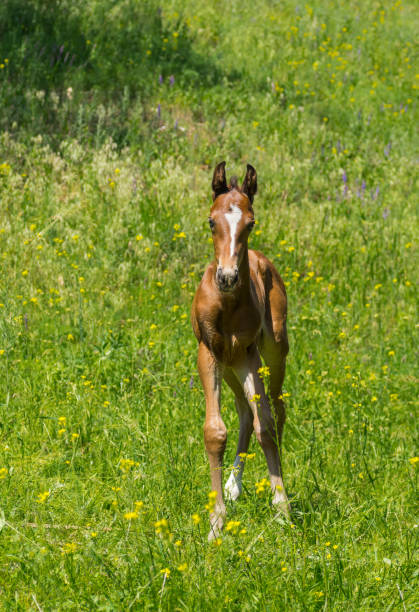 istock Portrait of young curious foal on a spring pasture 665626512