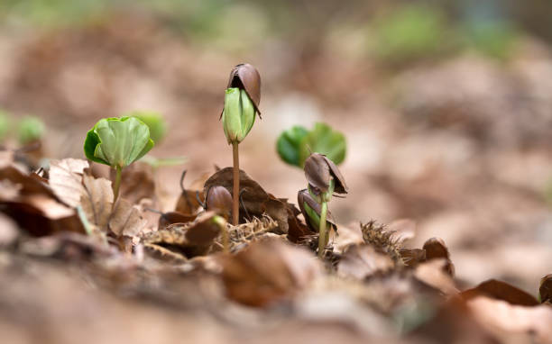 du sollst versuchen, buche - buche samen stock-fotos und bilder