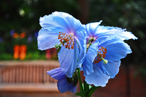 A close-up of two blue flowers with an out-of-focus bench in the background.