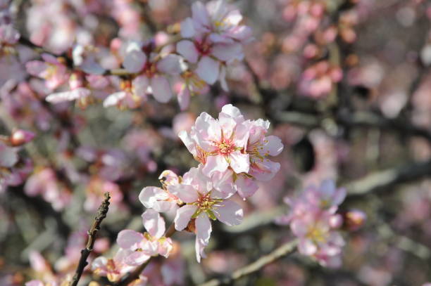 istock Almond blossom in Spain 665629772