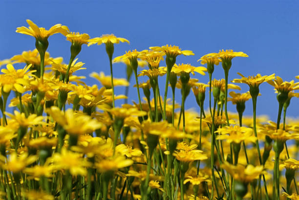 istock Yellow dandelions on blue sky background 665630048