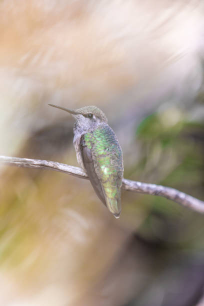 istock Anna's Hummingbird (Calypte anna) perched on a branch in a botanic garden. 665630084