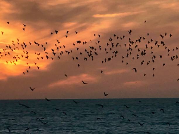 istock Starlings at Sunset at Brighton 665630452
