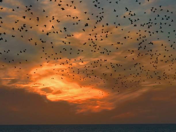 istock Starlings at Sunset at Brighton 665630460