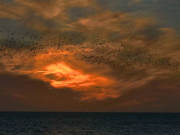istock Starlings at Sunset at Brighton 665630462