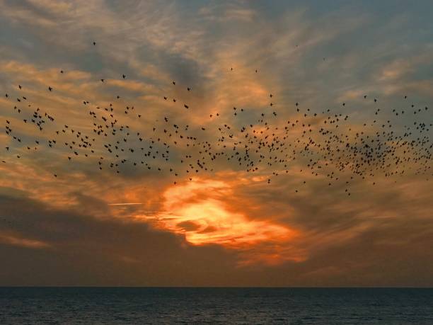 istock Starlings at Sunset at Brighton 665630478