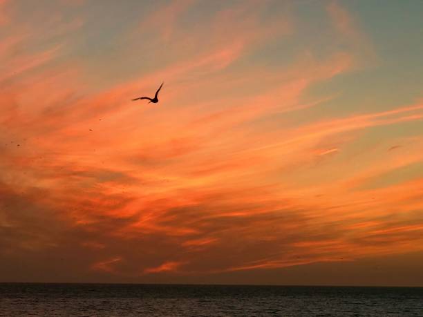 istock Starlings at Sunset at Brighton 665630486
