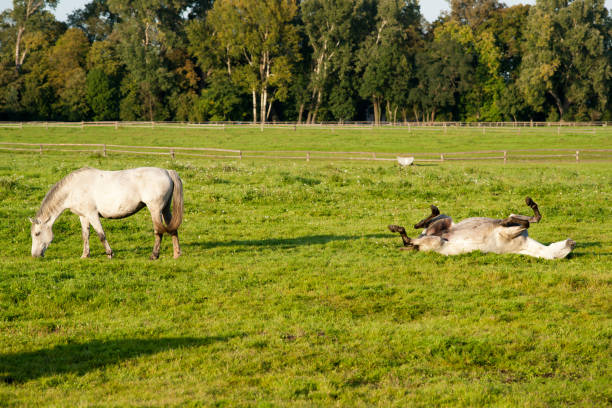 istock Horses rolling on the meadow 665630844