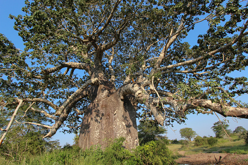 Beautiful and huge Baobab at Kissama National Park – Angola