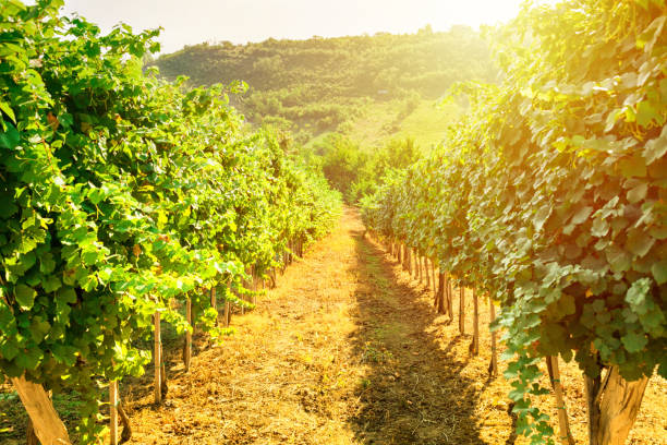 istock Vineyard in sunny summer day. 665637308