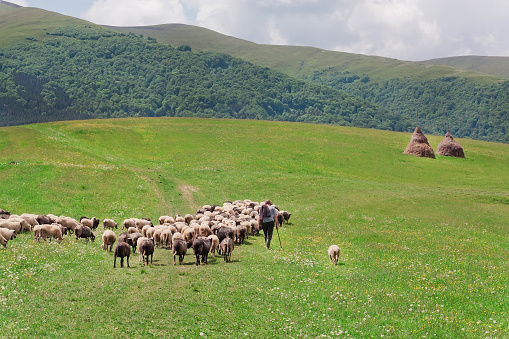 Shepherd with his sheep on pasture under great green hilly range of Carpathian mountains. Rural landscape with farmer