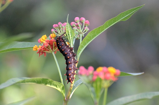 pipevine swallowtail caterpillar on milkweed