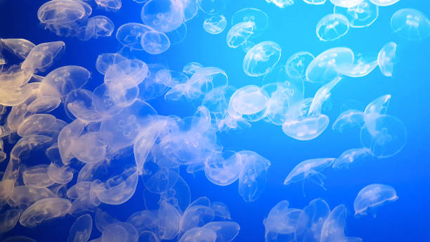 Ethereal Blue Sea Garden