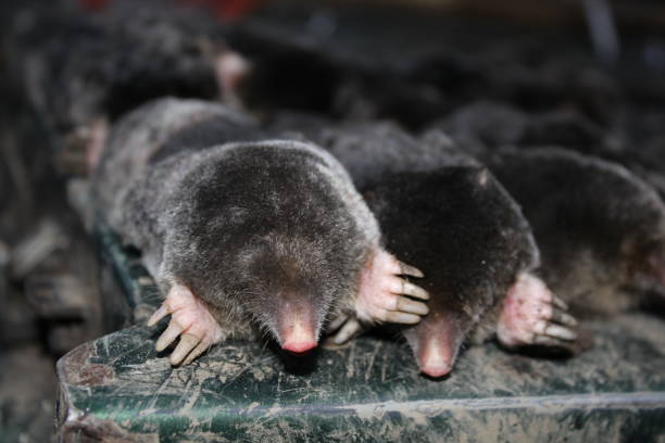 istock Dead moles caught in barrel traps in West Yorkshire UK 665648328