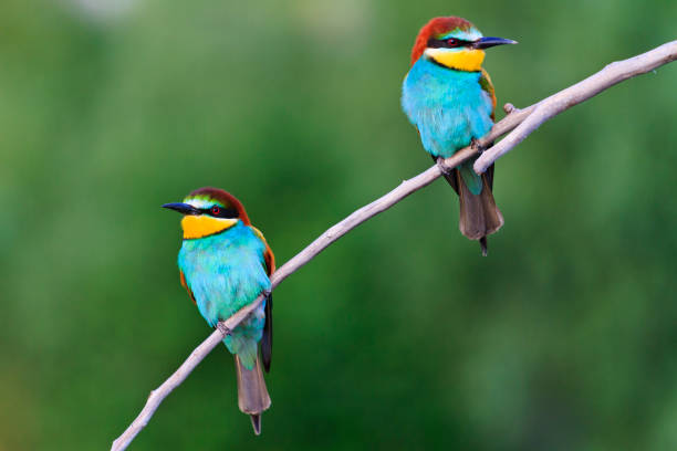 istock wonderful colored birds sitting on the flat branch 665648512