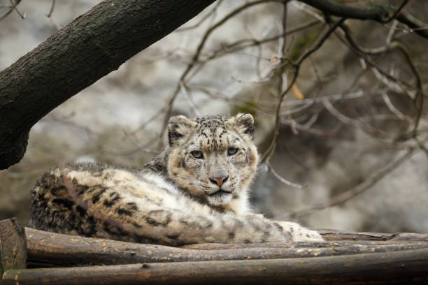 istock Face portrait of snow leopard - Irbis (Panthera uncia) 665648832