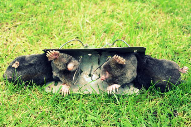 Dead moles caught in barrel traps in West Yorkshire UK Collection of photos of dead moles trapped by a pest control technician in West Yorkshire, UK. The moles cause problems for landowners as they can potentially undermine the ground that livestock live on.  Taken early on in the year with a canon EOS 1200D slr Digital Camera. mole removal stock pictures, royalty-free photos & images
