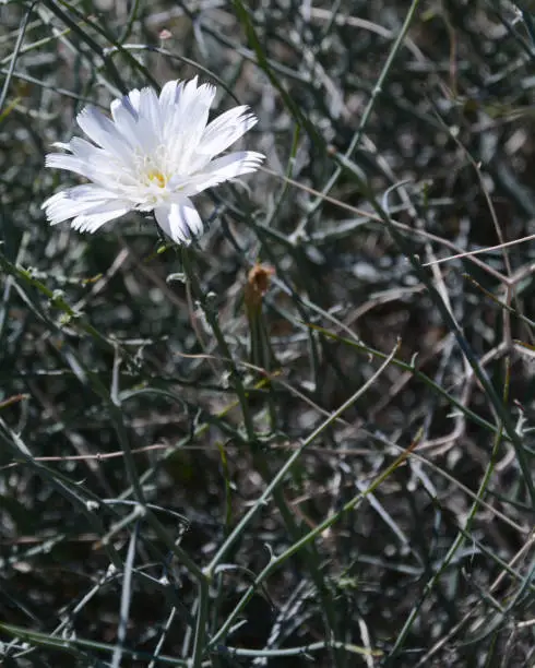 white wildflower surrounded by gray brush