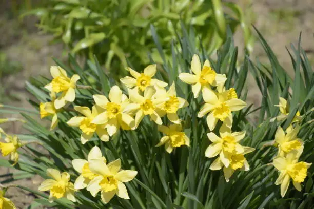 Flowers daffodil yellow. Spring flowering bulb plants in the flowerbed.