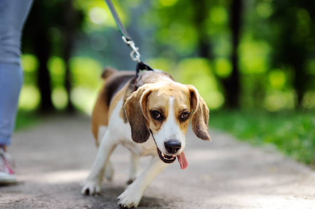 istock Obedient Beagle dog with his owner 665656992