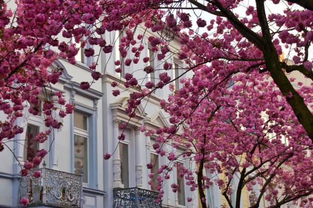 istock Cherryblossom in Bonn 665659338