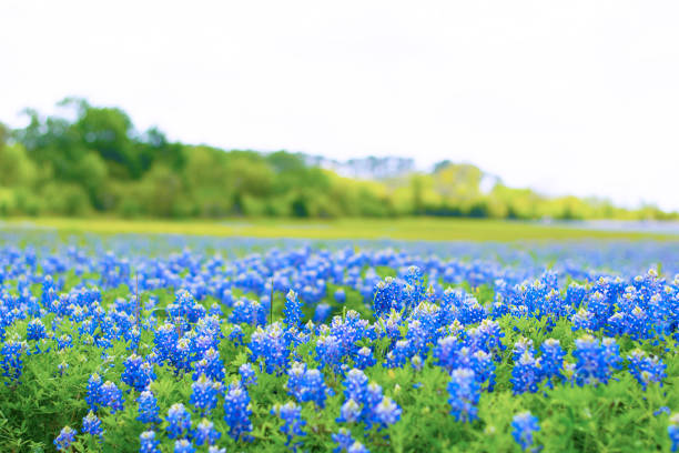 Field of Texas Bluebonnets A field of Texas Bluebonnets bloom in the Spring. texas bluebonnet stock pictures, royalty-free photos & images