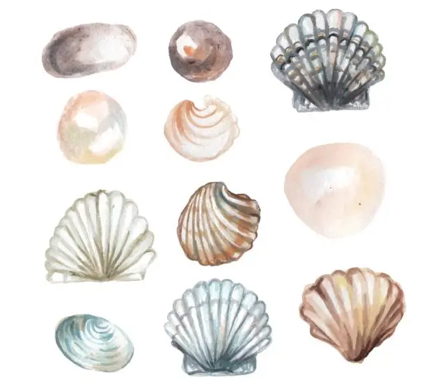 Vector illustration of watercolor seashell