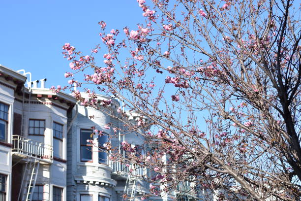 istock Streets of SF 665662924